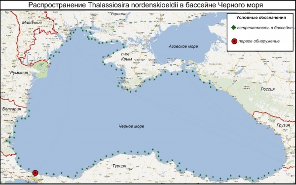 Thalassiosira nordenskioeldii 